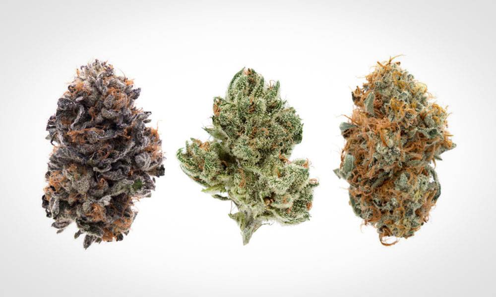 What Is Cannabis Strain