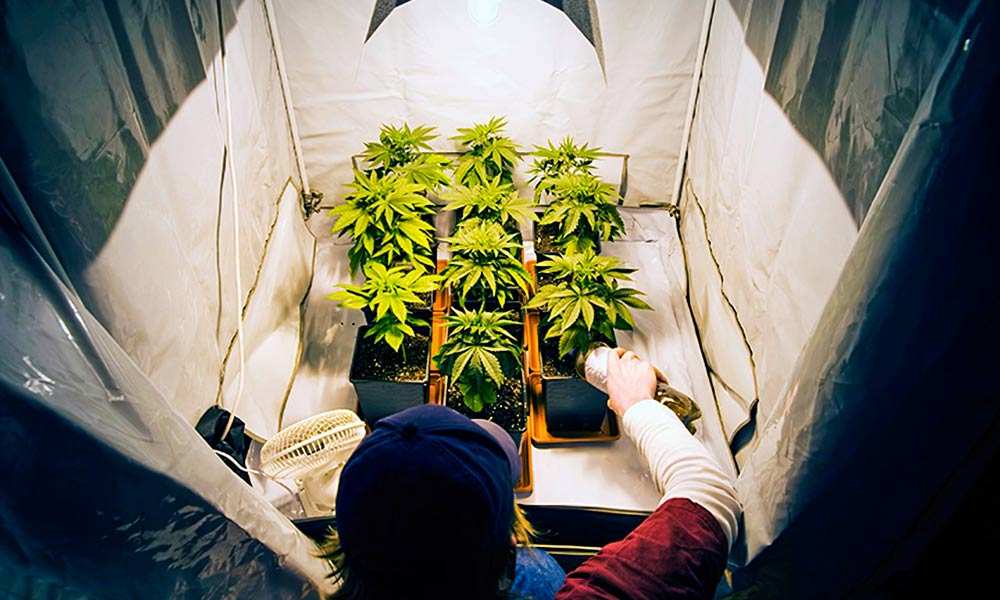 how to grow cannabis indoors