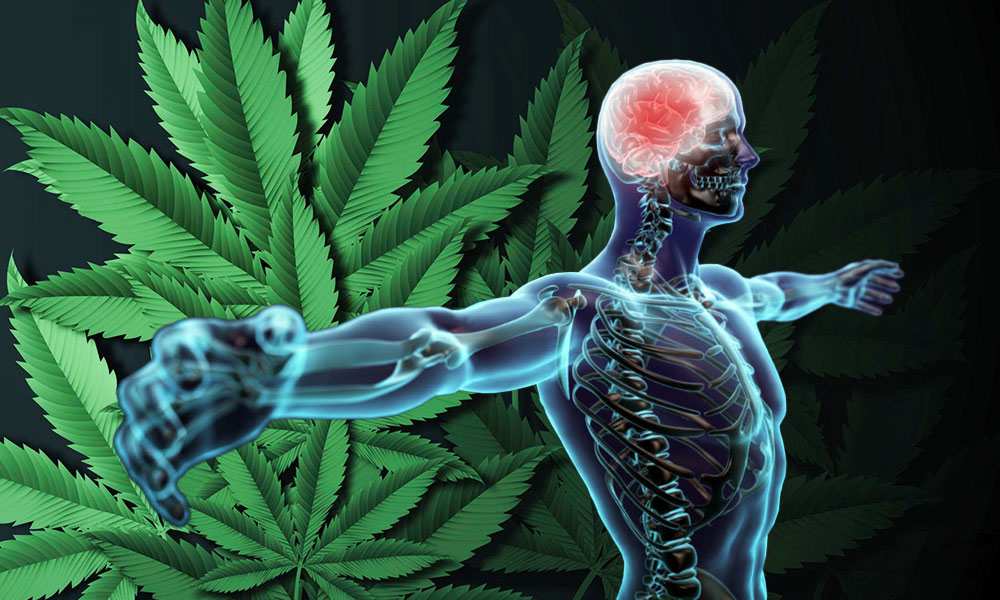 How Marijuana Affects Your Mind