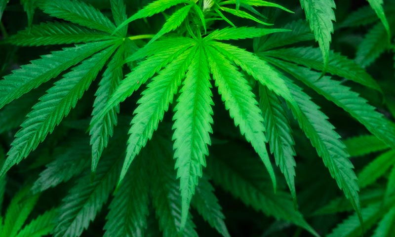 sativa cannabis leaf