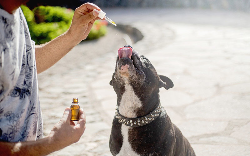 CBD-Dosage-for-Dogs